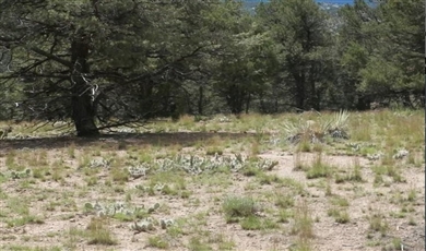 Land for Sale in Dolores Colorado 81323